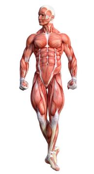 muscoli del corpo umano
